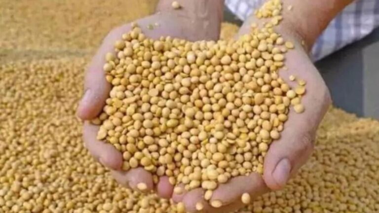 Doğadaki en güçlü D vitamini kaynağı