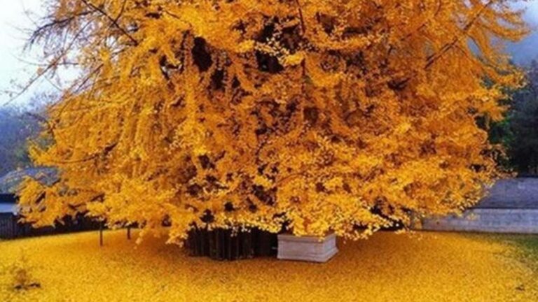 Ginko Biloba Nedir, Ne İşe Yarar? Gingko Biloba Faydaları Nelerdir, Nelere İyi Gelir?