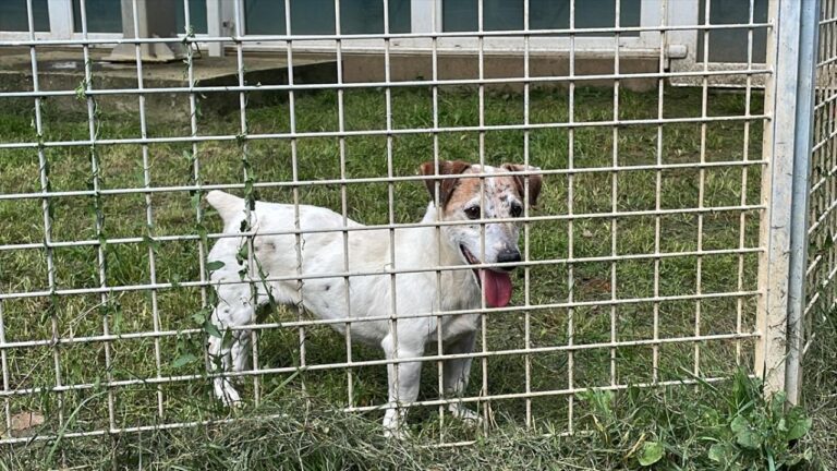 Adana’da sahipsiz hayvanlarla ilgili tedbirler alınacak