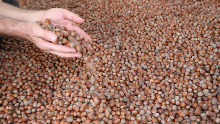 9 aylık fındık ihracatından 1,8 milyar dolar kazanç sağlandı