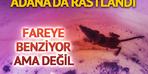 Adana'da bulundu! Fareye benziyor ama değil