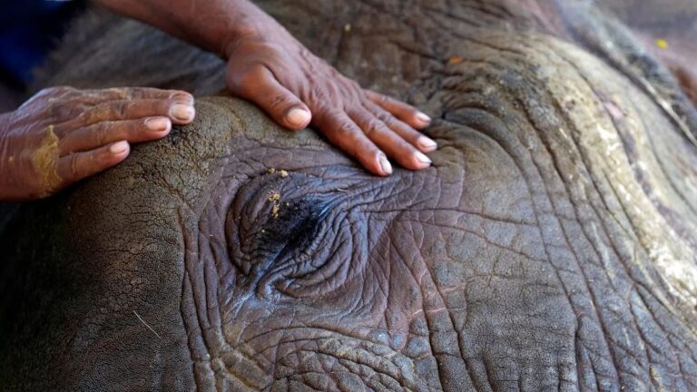 İnsan ve yaban hayatı arasındaki çatışma 2070 yılına kadar Dünya’nın yüzde 57’sinde artacak