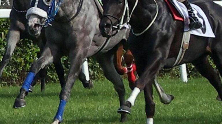 Safkan taylar yarın Türk binicilerin beğenisine sunulacak