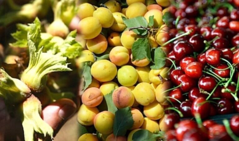 Ziraat Mühendisleri Odası Genel Başkanı Baki Remzi Suiçmez: ‘Meyve sebze fiyatları bu sene gıda arz açığı nedeniyle daha da yüksek olacak’ – Son Dakika Ekonomi Haberleri