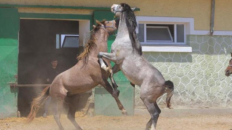 Bu at koşmadan bir rezerv yapar.