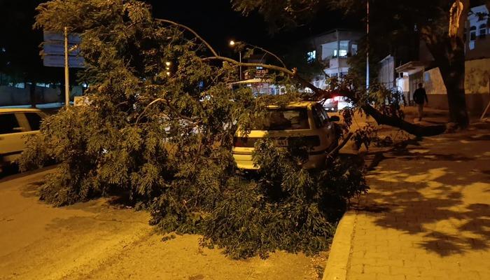 Park halindeki otomobilin üzerine ağaç devrildi